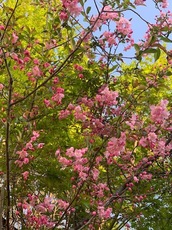 軽井沢の緑と桜.jpg